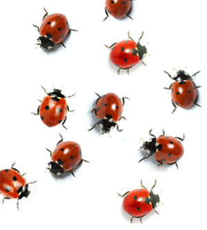gif _coccinelles_comprends_pas_cecile_briand
